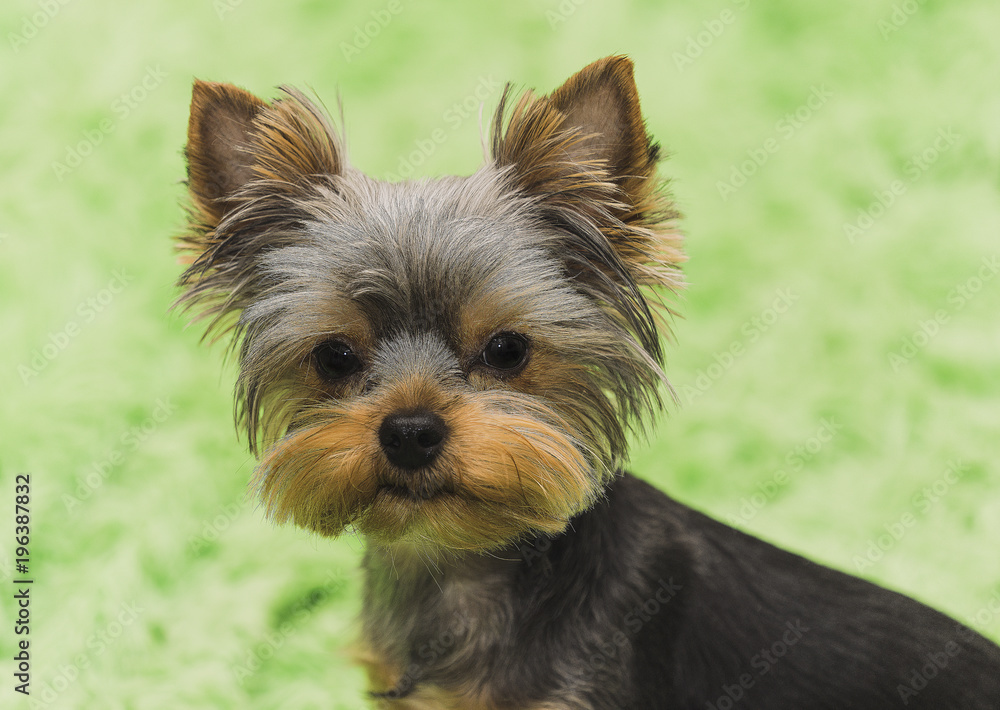 Yorkshire Terrier puppy dog portrait on green background. Yorkshire Terrier puppy dog portrait on green background.