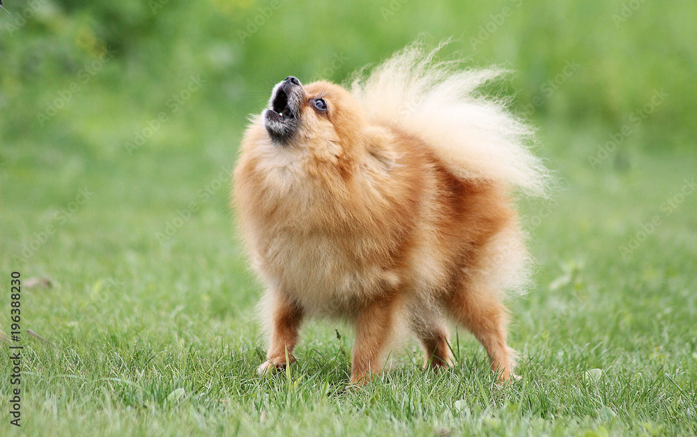 Pomeranian dog play outside. 