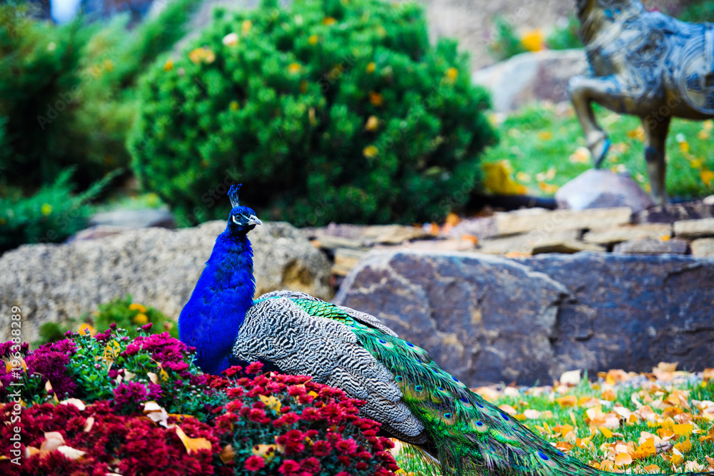 Obraz premium Portrait of beautiful peacock