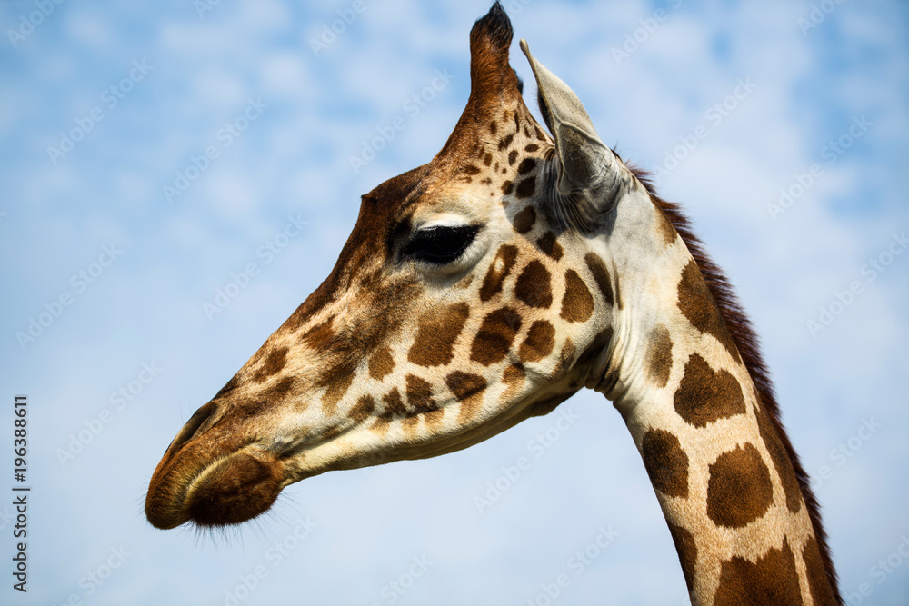 Beautiful giraffe on the blue sky background Beautiful giraffe on the blue sky background