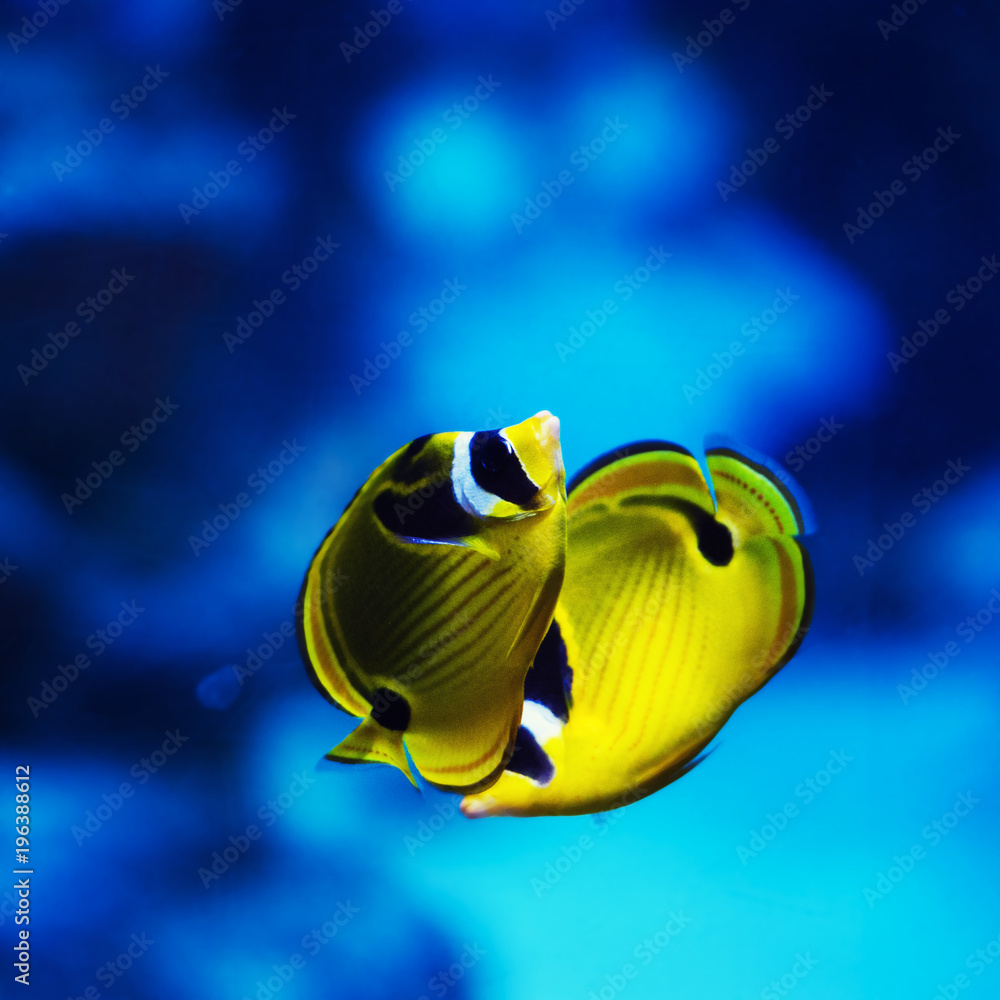 Naklejka premium Wonderful and beautiful underwater world with corals and tropical fish.