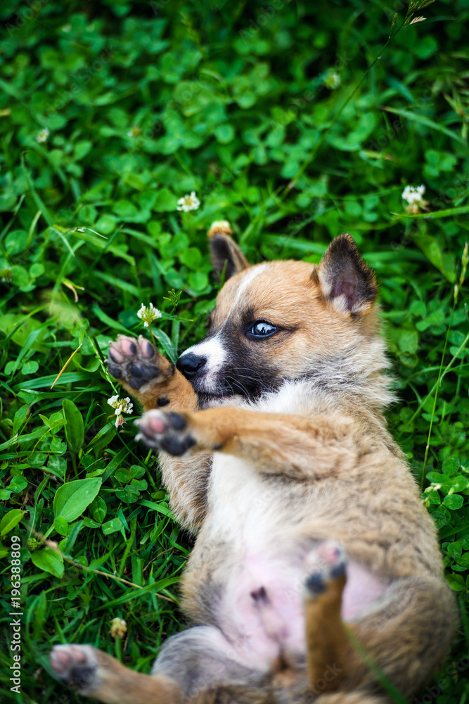 Cute puppy on green grass Cute puppy on green grass