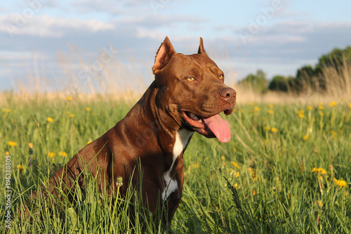 Pitbull terrier dog in the field posing. Active dog.