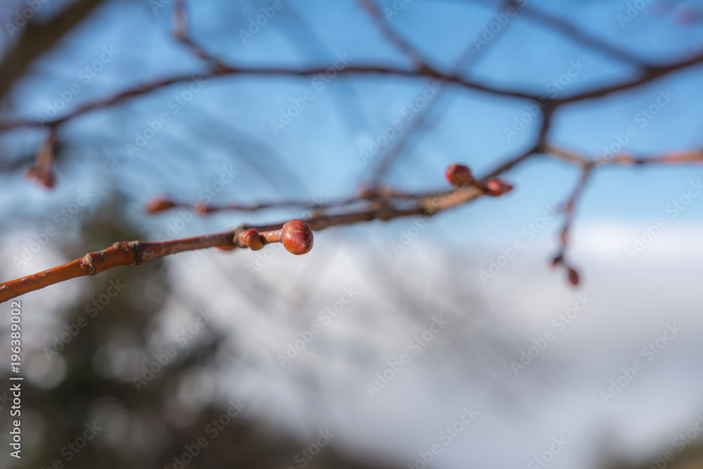 Obraz premium Knospen 