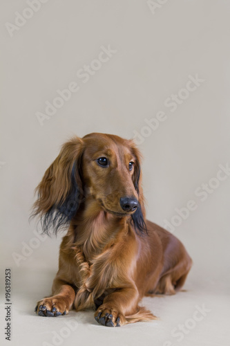 Dachshund dog posing in the studio background. © Evelina