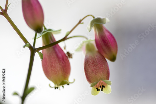 Kalanchoe porphyrocalyx in bloom, succulent flowering plant with flowers bell shaped, pink and yellow flowers on stem photo