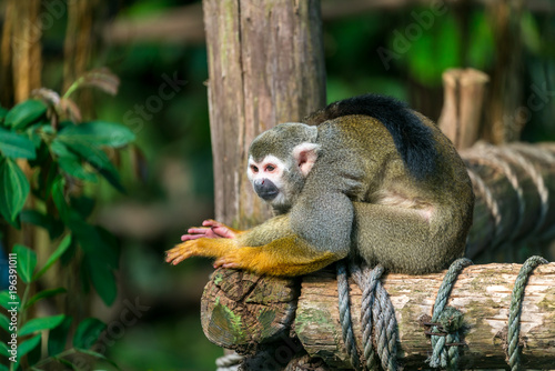 Beautiful squirrel monkey sitting on wood