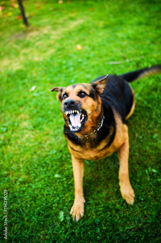 Fototapeta Naklejka Na Ścianę i Meble -  Angry dog attacks. The dog looks aggressive and dangerous.