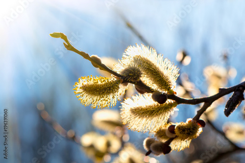 Willow branches with buds. Beautiful pussy willow flowers branches. photo