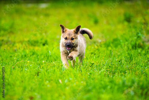 little puppy is running happily with floppy ears trough a garden with green grass. © The Len