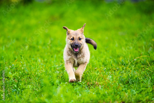 little puppy is running happily with floppy ears trough a garden with green grass.