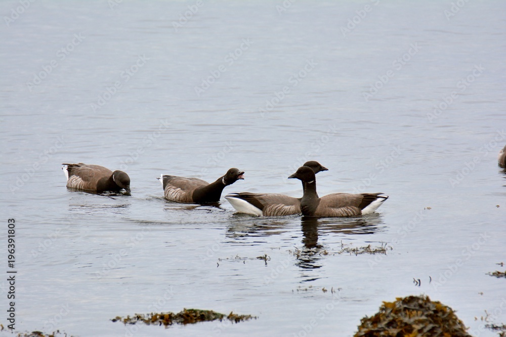 Fototapeta premium Groupe d'oies Bernaches cravant en Bretagne
