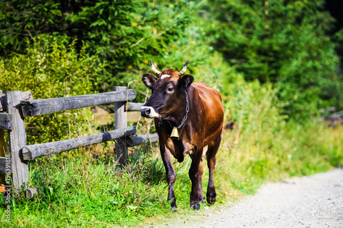 Cow goes on the road, returned home from pasture