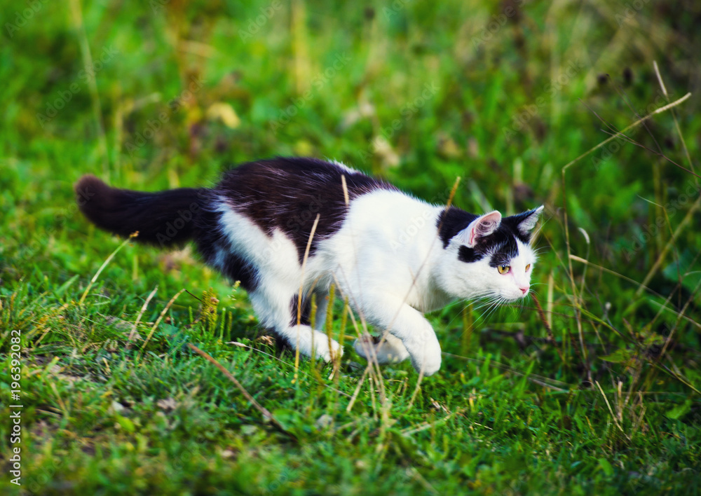 hunting cat jumping through grass hunting cat jumping through grass