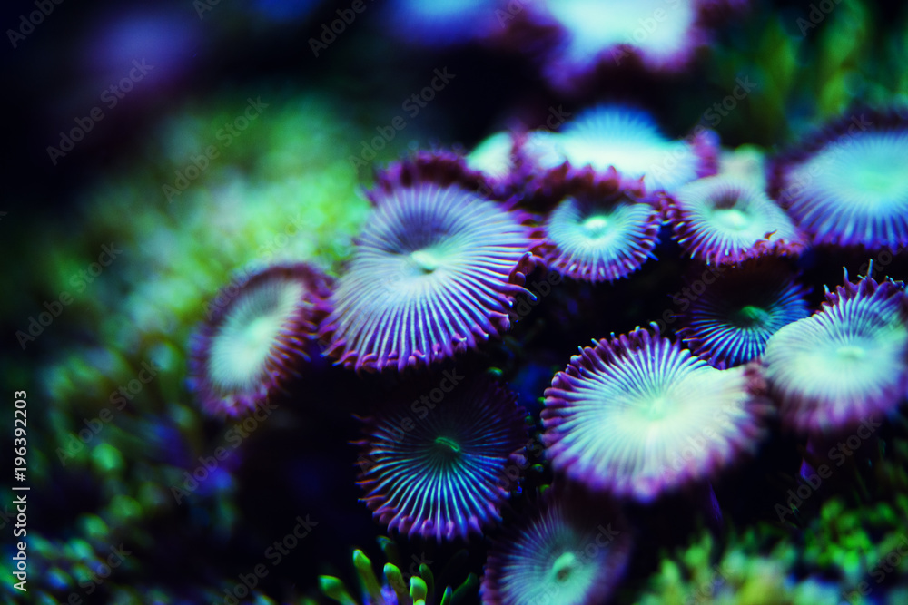 Wonderful and beautiful underwater world with corals and tropical fish. Wonderful and beautiful underwater world with corals and tropical fish.