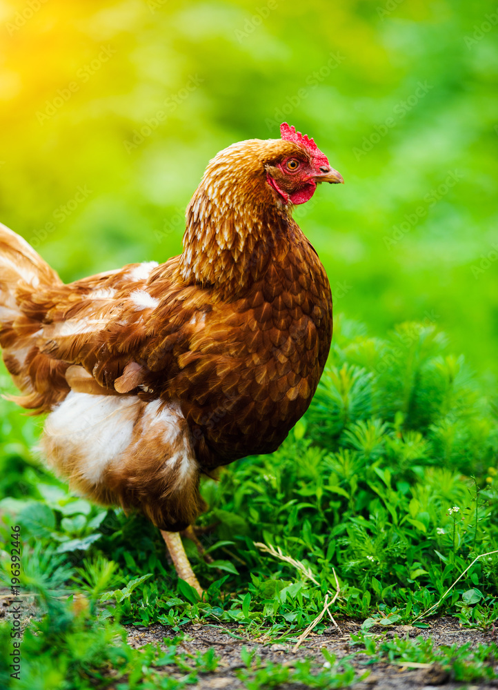 Fototapeta premium kura na farmie