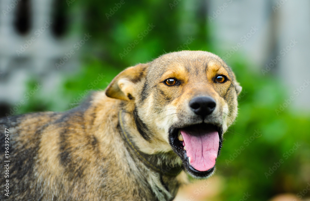 Angry guard dog hotsell