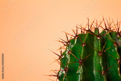 prickly cactus on a colored background, a succulent plant photo