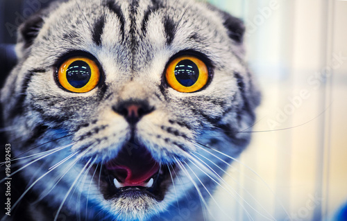 Obraz na plátně Cute shocked cat