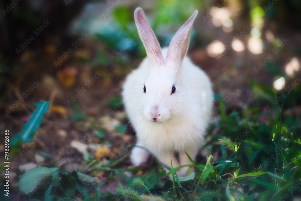 White rabbit in the garden. Fluffy Bunny on green grass, spring time. White rabbit in the garden. Fluffy Bunny on green grass, spring time.