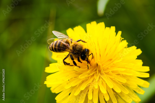 Fototapeta Naklejka Na Ścianę i Meble -  Honey Bee, Bee on dandelion