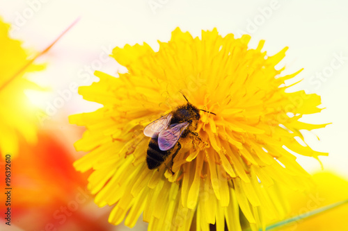 Fototapeta Naklejka Na Ścianę i Meble -  Honey Bee, Bee on dandelion