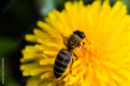 Fototapeta Naklejka Na Ścianę i Meble -  Honey Bee, Bee on dandelion