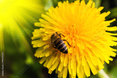 Fototapeta Naklejka Na Ścianę i Meble -  Honey Bee, Bee on dandelion