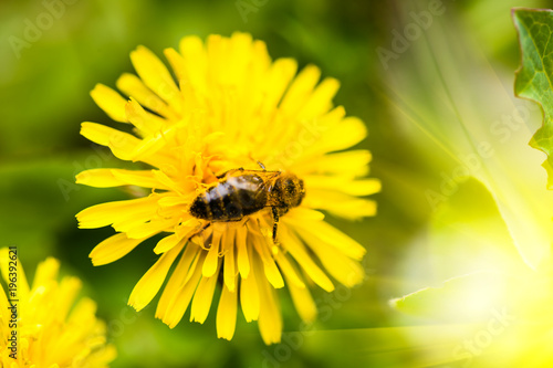 Fototapeta Naklejka Na Ścianę i Meble -  Honey Bee, Bee on dandelion