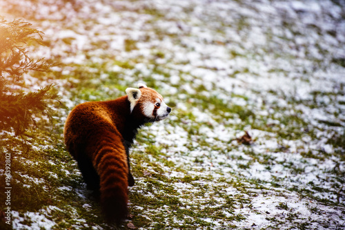 Fototapeta Naklejka Na Ścianę i Meble -  Portrait of a Red Panda ( Ailurus fulgens )