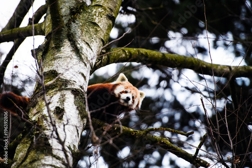 Fototapeta Naklejka Na Ścianę i Meble -  Portrait of a Red Panda ( Ailurus fulgens )