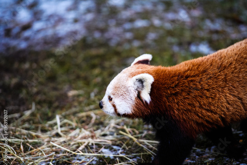 Fototapeta Naklejka Na Ścianę i Meble -  Portrait of a Red Panda ( Ailurus fulgens )