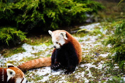 Fototapeta Naklejka Na Ścianę i Meble -  Portrait of a Red Panda ( Ailurus fulgens )