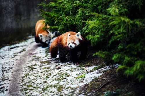 Fototapeta Naklejka Na Ścianę i Meble -  Portrait of a Red Panda ( Ailurus fulgens )
