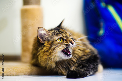Fototapeta Naklejka Na Ścianę i Meble -  Angry cat yawning