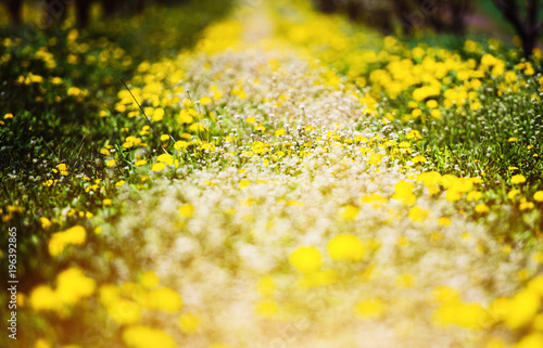 Fototapeta Naklejka Na Ścianę i Meble -  Blowing dandelion and green grass in garden on spring time.