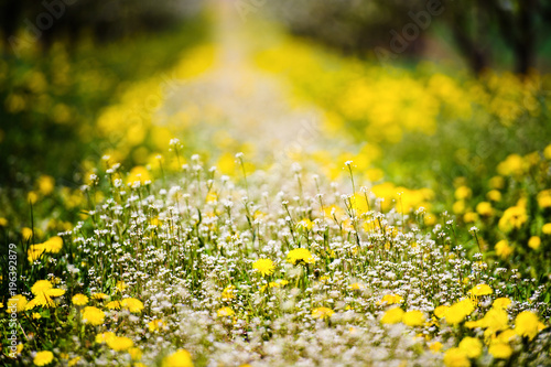 Fototapeta Naklejka Na Ścianę i Meble -  Blowing dandelion and green grass in garden on spring time.