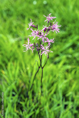 Close-up study of Ragged Robin (Lynchnis flos-cuculi)