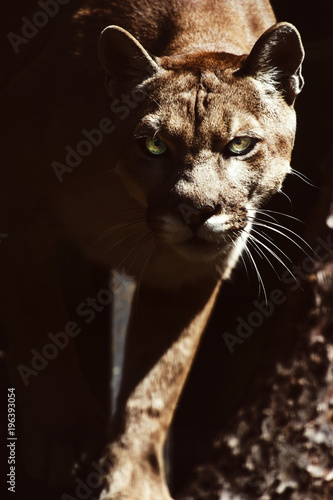 Mountain lion , cougar, puma portrait.