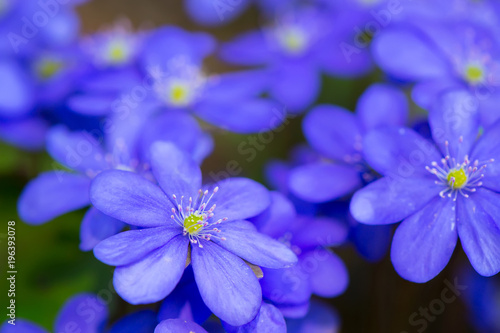 Fotografie Early spring beautiful flowers. Background hepatica nobilis.