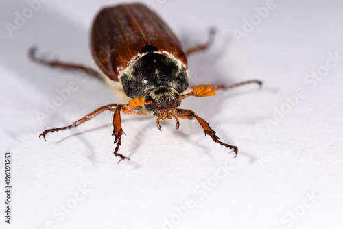 Isolated Cockchafer mirroring on white ground