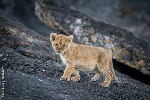Fototapeta Naklejka Na Ścianę i Meble -  Lion cub on a rock