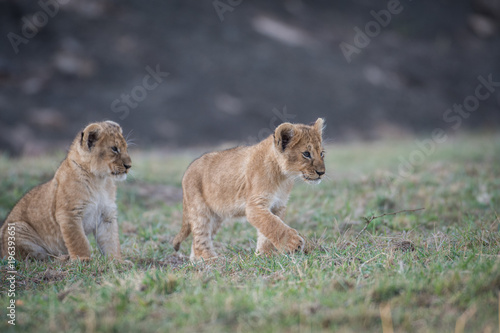 Fototapeta Naklejka Na Ścianę i Meble -  Two lion cubs
