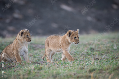 Fototapeta Naklejka Na Ścianę i Meble -  Two lion cubs