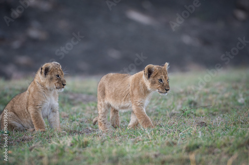 Fototapeta Naklejka Na Ścianę i Meble -  Two lion cubs