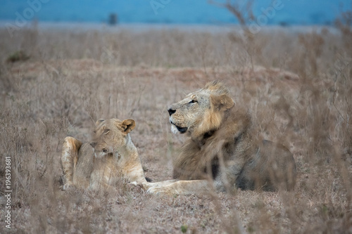 Fototapeta Naklejka Na Ścianę i Meble -  Male and female lion