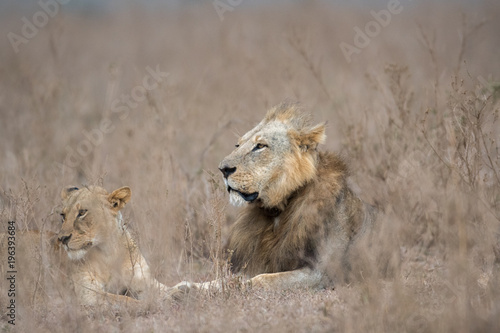 Fototapeta Naklejka Na Ścianę i Meble -  Male and female lion
