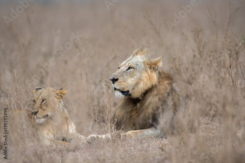 Fototapeta Naklejka Na Ścianę i Meble -  Male and female lion