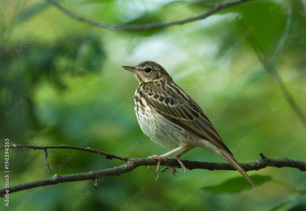 Tree Pipit (Anthus trivialis) on the branch Tree Pipit (Anthus trivialis) on the branch