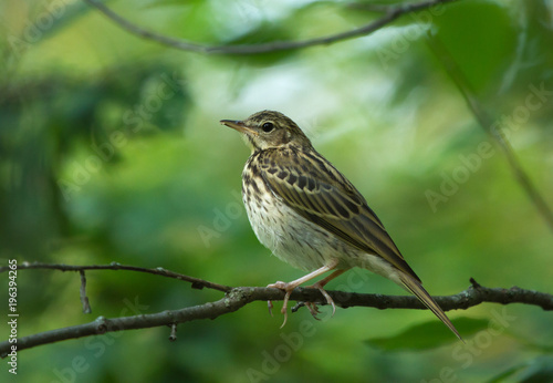 Tree Pipit (Anthus trivialis) on the branch